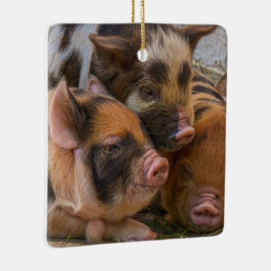 KuneKune Piglets Keramisch Ornament (Rechts)
