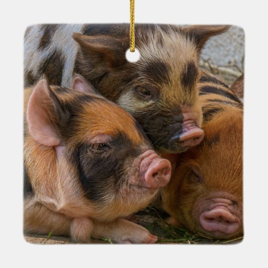 KuneKune Piglets Keramisch Ornament (Achterkant)