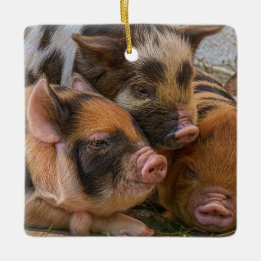 KuneKune Piglets Keramisch Ornament (Voorkant)