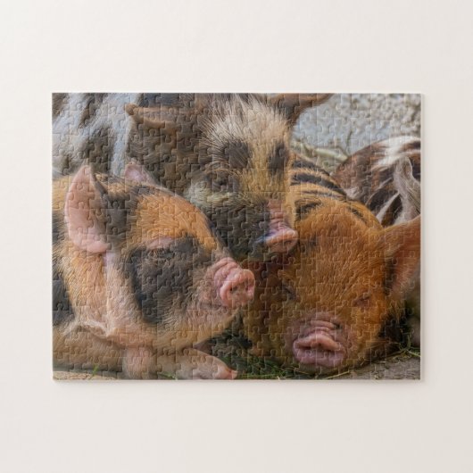 KuneKune Piglets Legpuzzel (Horizontaal)