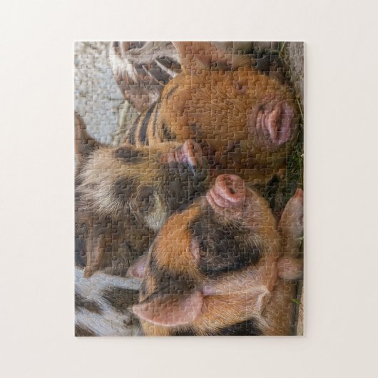 KuneKune Piglets Legpuzzel (Verticaal)