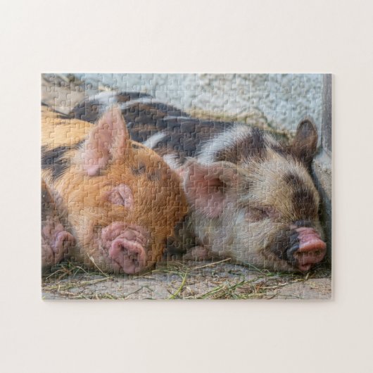 KuneKune Piglets Legpuzzel (Horizontaal)