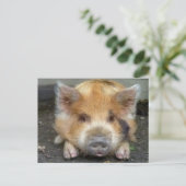 KuneKune Pigs Briefkaart (Staand voorkant)