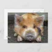 KuneKune Pigs Briefkaart (Voorkant / Achterkant)