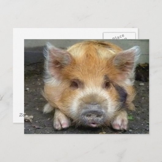 KuneKune Pigs Briefkaart (Voorkant / Achterkant)