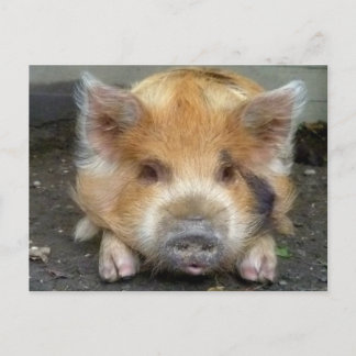 KuneKune Pigs Briefkaart