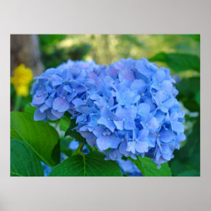 Kunst Afbeeldingen Blauw Hydrangea Floral Garden Poster
