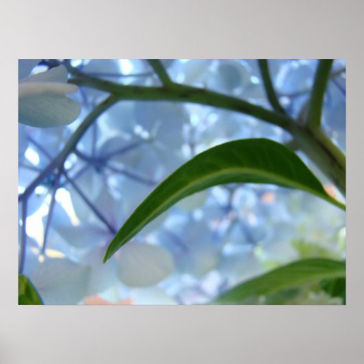 Kunst bloem blauwe hortensia bloemen prints (Voorkant)