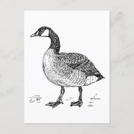 Kunst Canadese Gans Natuur Tekening Briefkaart