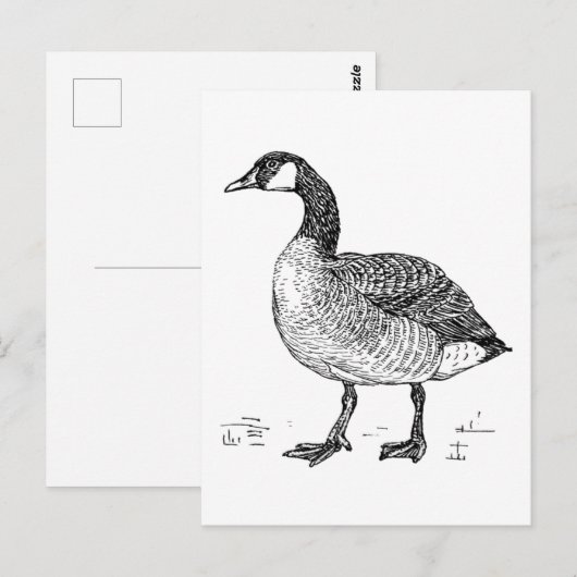Kunst Canadese Gans Natuur Tekening Briefkaart (Voorkant / Achterkant)