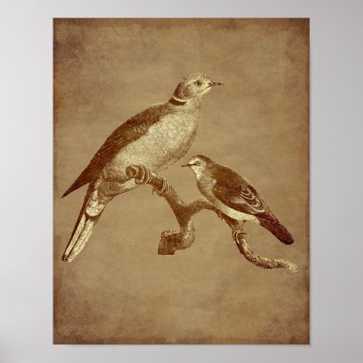 kunst Doves Bird Aged look Animal Art Poster (Voorkant)