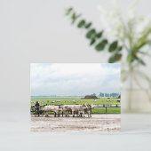 Kunst getekend door Hongaarse grijze katten Briefkaart (Staand voorkant)