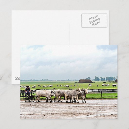 Kunst getekend door Hongaarse grijze katten Briefkaart (Voorkant / Achterkant)