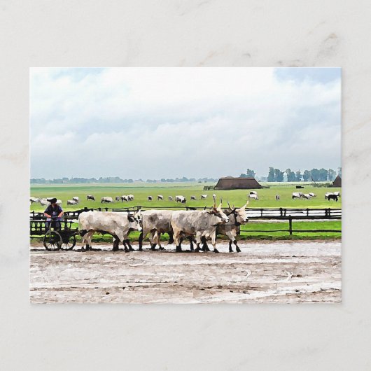 Kunst getekend door Hongaarse grijze katten Briefkaart (Voorkant)