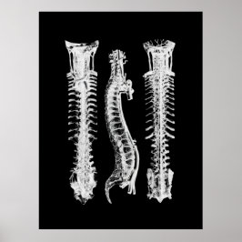 Kunst met anatomie van wervelkolom poster