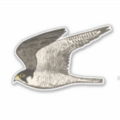 Kunst met gekleurd potlood in vliegende valk sticker (Voorkant)