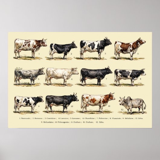 Kunst met Retro Rundvee Rassen Poster (Voorkant)