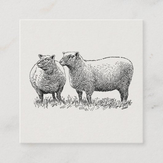 Kunst met twee schapen geïllustreerd informatiekaartje (Voorkant)