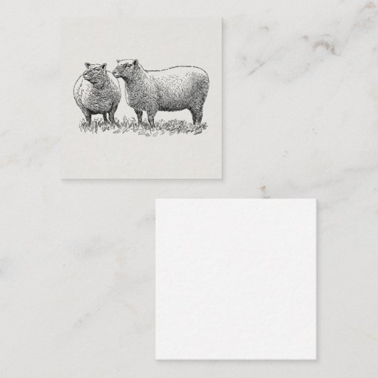 Kunst met twee schapen geïllustreerd informatiekaartje (Voorkant / Achterkant)