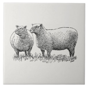 Kunst met twee schapen geïllustreerd tegeltje