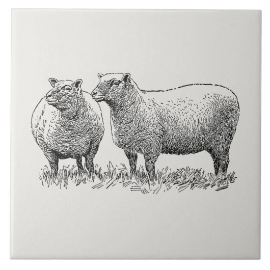 Kunst met twee schapen geïllustreerd tegeltje (Voorkant)