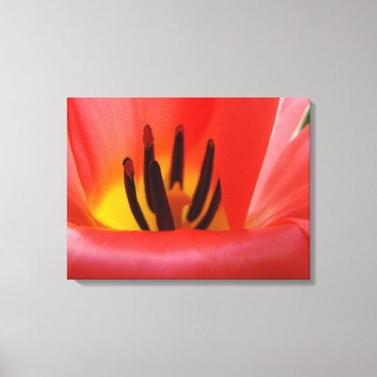 Kunst Paneel canvas afdrukken Rode Tulp Bloem (Voorkant)