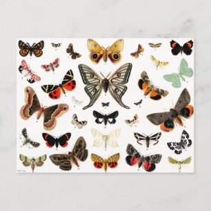 Kunst ter illustratie van  Butterflies en Moths Briefkaart