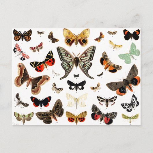 Kunst ter illustratie van Butterflies en Moths Briefkaart (Voorkant)