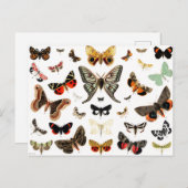Kunst ter illustratie van  Butterflies en Moths Briefkaart (Voorkant / Achterkant)