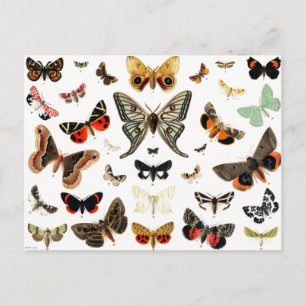 Kunst ter illustratie van  Butterflies en Moths Briefkaart