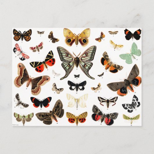 Kunst ter illustratie van  Butterflies en Moths Briefkaart (Voorkant)