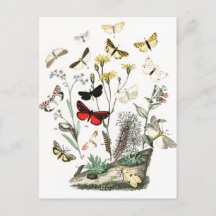Kunst ter illustratie van Butterflies en Moths Briefkaart
