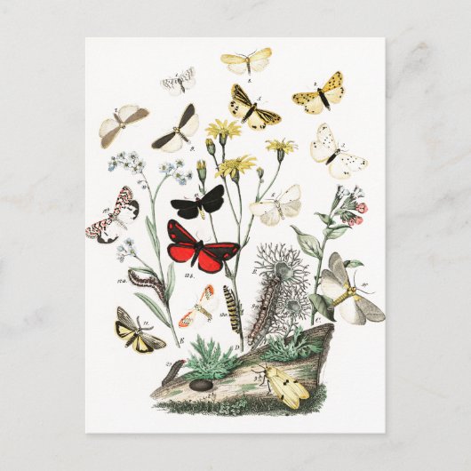 Kunst ter illustratie van  Butterflies en Moths Briefkaart (Voorkant)