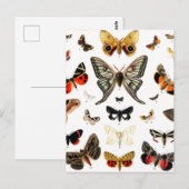 Kunst ter illustratie van  Butterflies en Moths Briefkaart (Voorkant / Achterkant)
