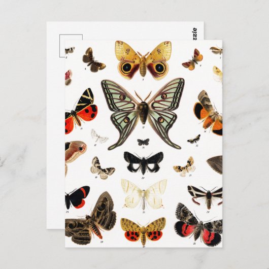 Kunst ter illustratie van  Butterflies en Moths Briefkaart (Voorkant / Achterkant)