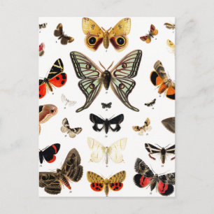 Kunst ter illustratie van  Butterflies en Moths Briefkaart