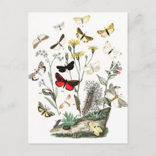 Kunst ter illustratie van Butterflies en Moths Briefkaart