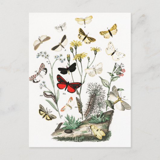 Kunst ter illustratie van  Butterflies en Moths Briefkaart (Voorkant)