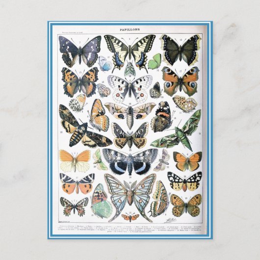 Kunst ter illustratie van  papillon Butterflies Briefkaart (Voorkant)