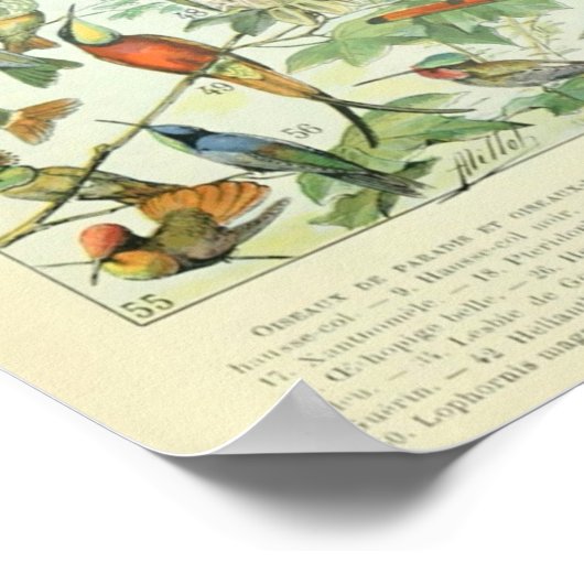 Kunst ter illustratie van  vogelboeken poster (Hoek)