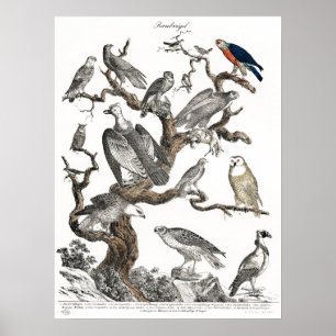 Kunst ter illustratie van  vogelboeken poster
