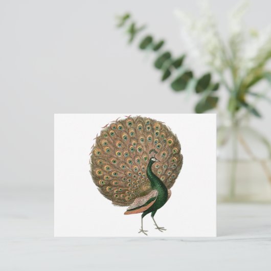 Kunst uit de vintage tijdperk Pauw (pauw) verenkle Briefkaart (Staand voorkant)