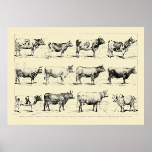 Kunst van Adolphe Millot over oude runderrassen Poster