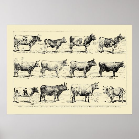 Kunst van Adolphe Millot over oude runderrassen Poster (Voorkant)
