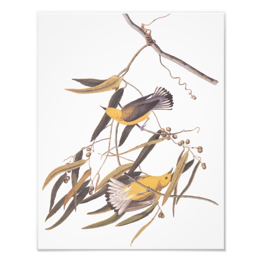 kunst van Audubon's gele prothonotary Warbler Foto Afdruk (Voorkant)