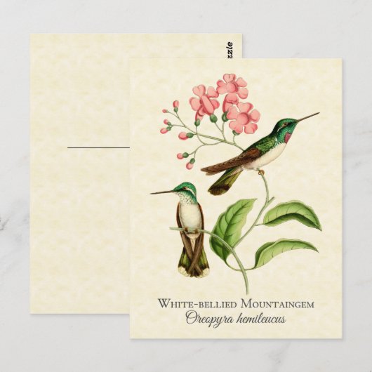  kunst van bergbeklimmervogel briefkaart (Voorkant / Achterkant)