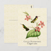  kunst van Costa's Hummingbird Briefkaart (Voorkant / Achterkant)