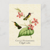  kunst van Costa's Hummingbird Briefkaart (Voorkant)