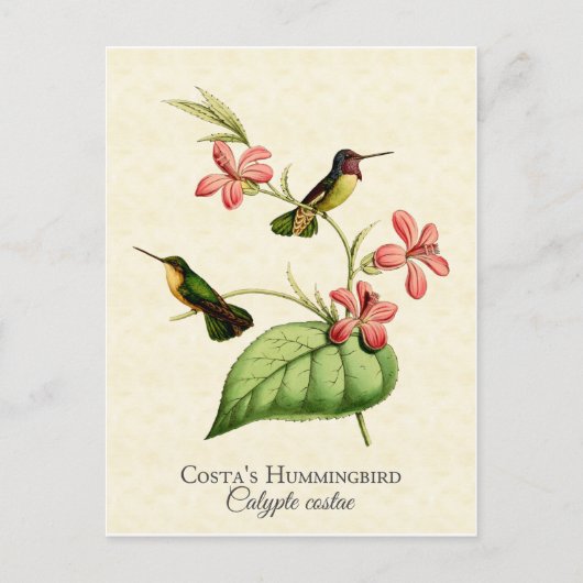  kunst van Costa's Hummingbird Briefkaart (Voorkant)