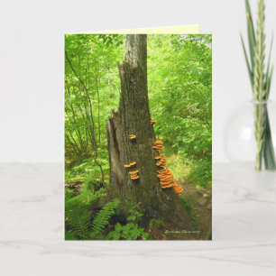 Kunst van de natuur: Beartown State Forest - Quote Kaart
